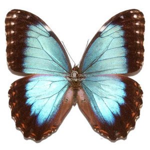 MORPHO HELENOR GUERRERENSIS 